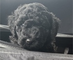 Small Photo #2 Poodle (Miniature) Puppy For Sale in LITTLETON, CO, USA