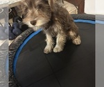 Small #49 Schnauzer (Miniature)
