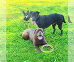Small #3 Labrador Retriever Mix