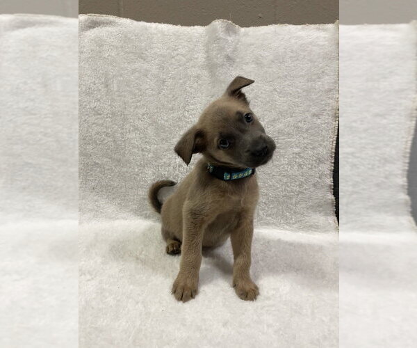 Medium Photo #3 Mutt Puppy For Sale in Imlay City, MI, USA