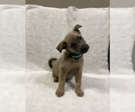 Small Photo #3 Mutt Puppy For Sale in Imlay City, MI, USA