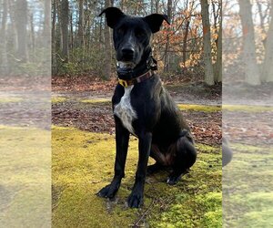 American Staffordshire Terrier-Great Dane Mix Dogs for adoption in New York, NY, USA