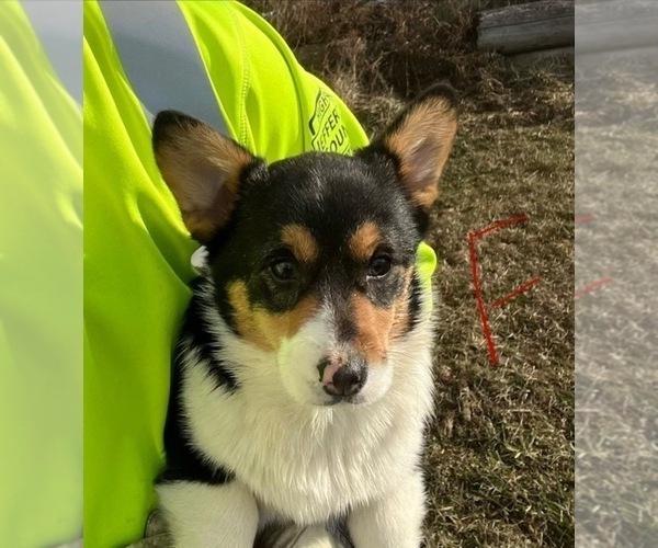 Medium Photo #1 Cava-Corgi Puppy For Sale in WATERTOWN, WI, USA
