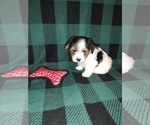 Small #5 Morkie