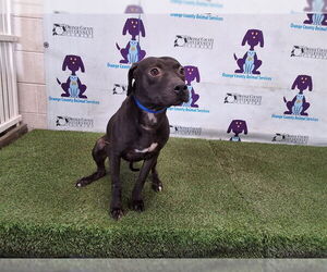 American Pit Bull Terrier Dogs for adoption in Orlando, FL, USA