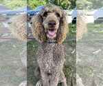 Small #9 Poodle (Standard)