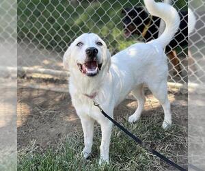 Great Pyrenees Dogs for adoption in Modesto, CA, USA