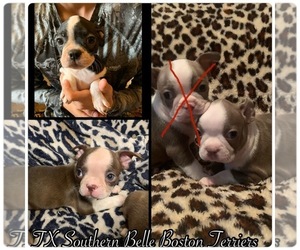 Boston Terrier Puppy for Sale in CLEBURNE, Texas USA