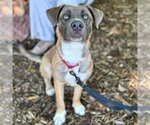Small #9 Black Mouth Cur-Labrador Retriever Mix