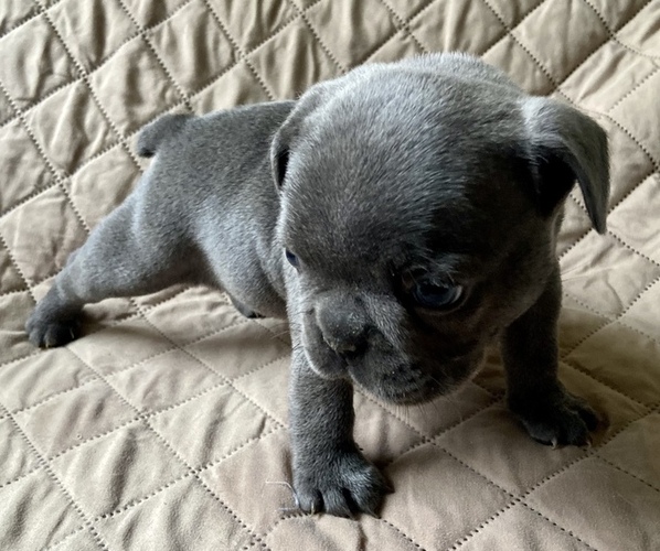 Medium Photo #5 French Bulldog Puppy For Sale in TRAVELERS REST, SC, USA
