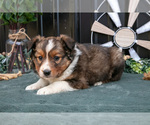 Small #1 Shel-Aussie
