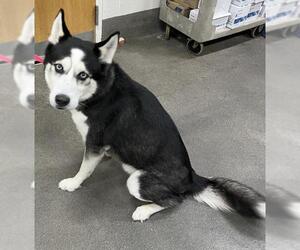 Siberian Husky Dogs for adoption in Forestville, MD, USA