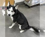 Small Siberian Husky
