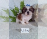Small #4 Shih Tzu