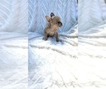 Small Photo #6 French Bulldog Puppy For Sale in FLORENCE, KY, USA