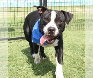 American Staffordshire Terrier-Unknown Mix Dogs for adoption in San Antonio, TX, USA