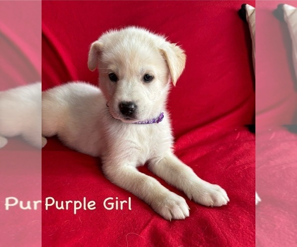 Medium Photo #10 Gerberian Shepsky Puppy For Sale in HOLTON, MI, USA