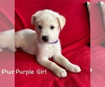 Puppy Purple Girl Gerberian Shepsky