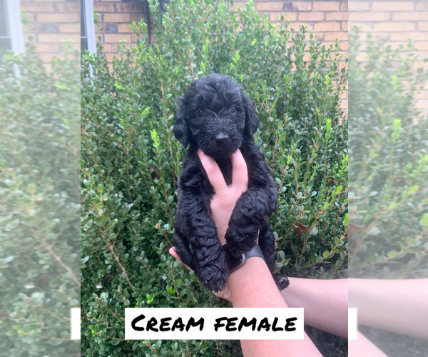 Medium Photo #10 Goldendoodle Puppy For Sale in HUGHES SPRINGS, TX, USA