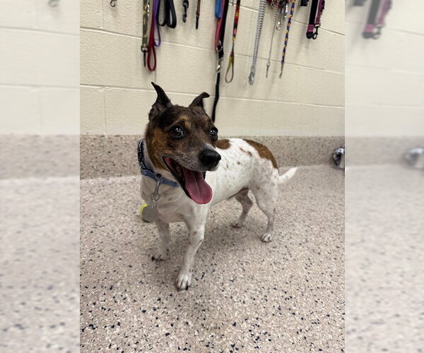 Medium Photo #1 Rat Terrier-Unknown Mix Puppy For Sale in Brighton, CO, USA