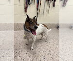 Small Rat Terrier Mix