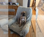 Puppy 4 Boerboel-Boxer Mix