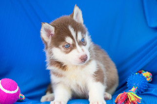 Siberian Husky Puppy for sale in KENT, OH, USA