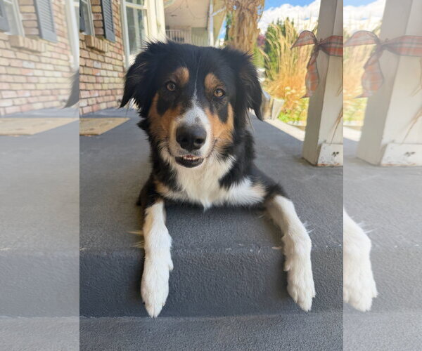 Medium Photo #5 Border-Aussie Puppy For Sale in Sandy, UT, USA
