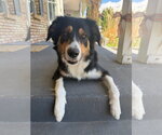 Small #4 Border-Aussie