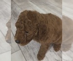 Small #2 Golden Retriever-Poodle (Toy) Mix