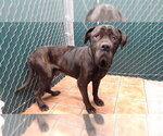 Small Mastiff