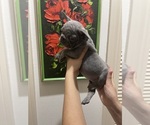 Small #17 French Bulldog