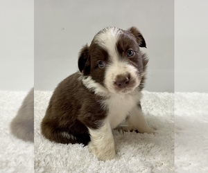 Australian Shepherd Puppy for sale in NEOSHO, MO, USA