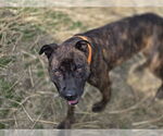 Small #15 American Pit Bull Terrier
