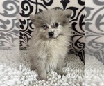 Small Photo #1 Pomeranian Puppy For Sale in MARTINSVILLE, IN, USA