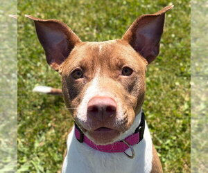 Mutt Dogs for adoption in Jefferson, WI, USA