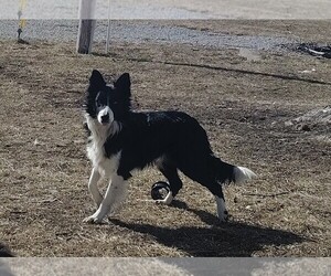 Father of the Border Collie puppies born on 04/24/2026