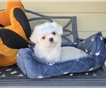 Puppy Bluey Maltese