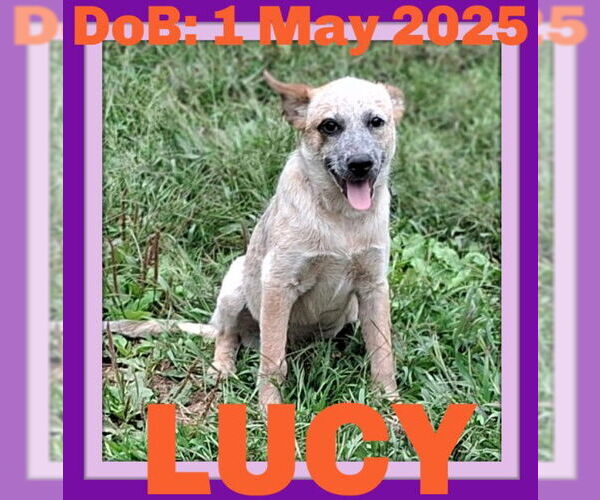 Medium Photo #16 Mutt Puppy For Sale in Sebec, ME, USA