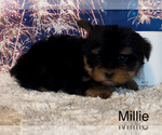 Small #7 Yorkshire Terrier