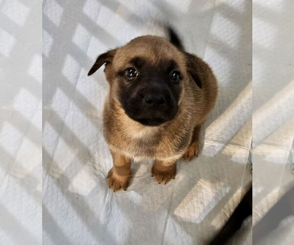 Medium Photo #4 Boxer-Unknown Mix Puppy For Sale in Hillsboro, MO, USA