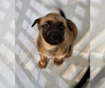 Small #3 Boxer Mix