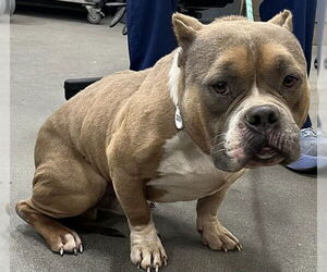 American Bulldog-Unknown Mix Dogs for adoption in Forestville, MD, USA