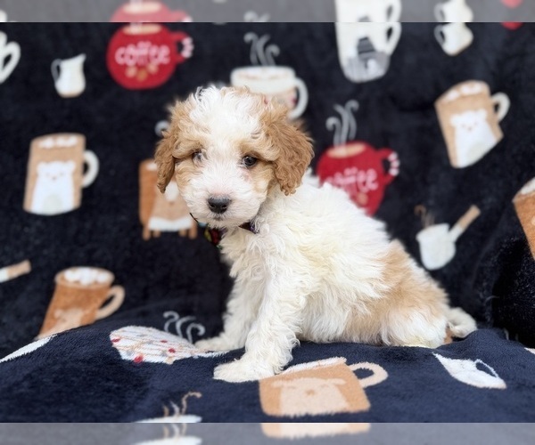 Medium Photo #5 Cavapoo (Miniature) Puppy For Sale in LAKELAND, FL, USA