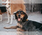 Small Coonhound