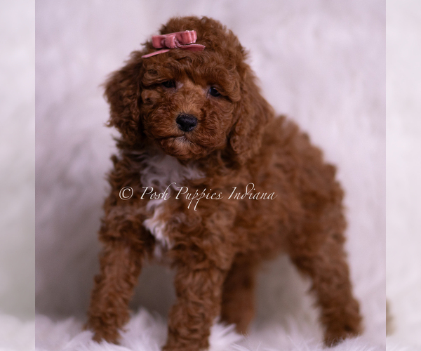 Medium Photo #3 Poodle (Toy) Puppy For Sale in WARSAW, IN, USA