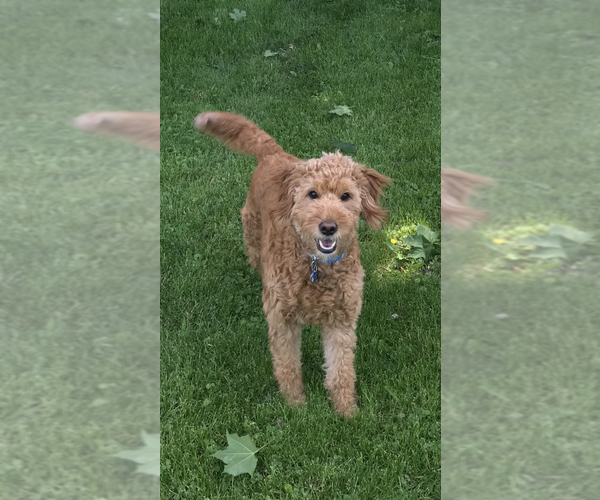 Medium Photo #1 Goldendoodle Puppy For Sale in MAYWOOD, IL, USA