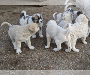 Anatolian Shepherd-Great Pyrenees Mix Puppy for sale in POST FALLS, ID, USA