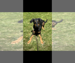 Small #3 Doberman Pinscher