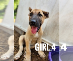 Kangal Dog Puppy for sale in EIDSON, TN, USA